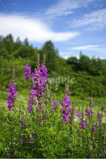 부처꽃,꽃,flower,식물,plant,하늘,구름,식물,자연,plants,nature,꽃,flower