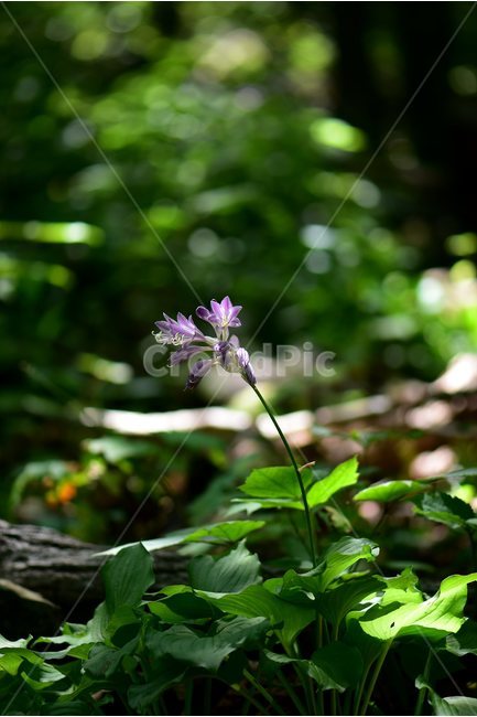일월비비추,야생화,식물,자연,여름,생태,꽃,힐링,플라워,wildflower,flower,plants,nature,season,감성,느낌,emotion,feeling,여러해살이풀,백합과,비비추속,식물,자연,plants,nature,꽃,flower