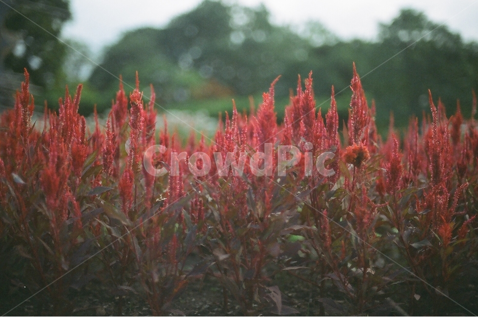 꽃,공원,화원,필름,필름사진,필름카메라,flower,garden,park,식물,자연,plants,nature,꽃,flower