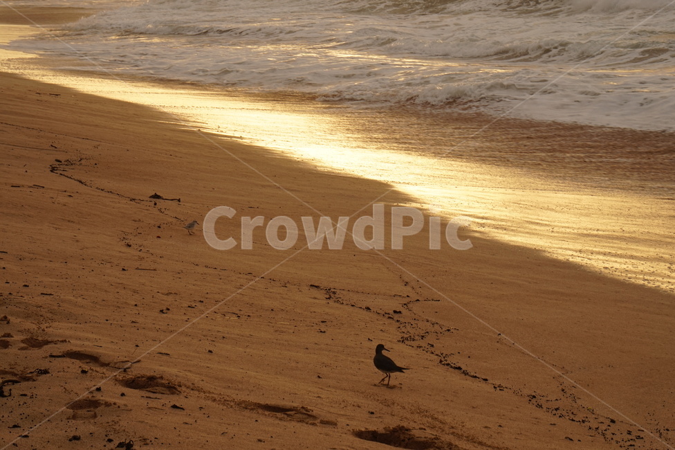 하와이,노을,새,풍경,자연,동물,bird,nature,해변,바다,beach,sea