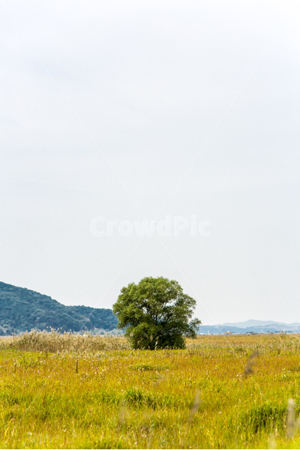 우움도,갈대,습지,휴식,풍경,감성,자연,풍경,nature,landscape,한국자연풍경,한국자연경관,korea nature landscape,식물,plants,나무,trees,wood,outdoors,옥외,field,들,grassland,목초지,farm,농장,rural,농촌,meadow
