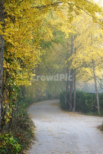 가을,은행나무,단풍,낙엽,나무,자연,식물,풍경,안개,자연풍경,감성,nature,fall,autumn,trees,yellow,은행나무길,green,가을,계절,fall,autumn,season,tree,plant