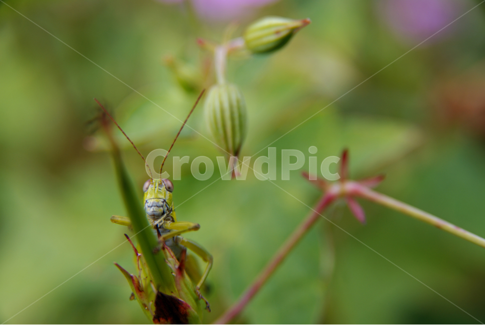 자연,곤충,메뚜기,grasshopper,insect,식물,자연,plants,nature