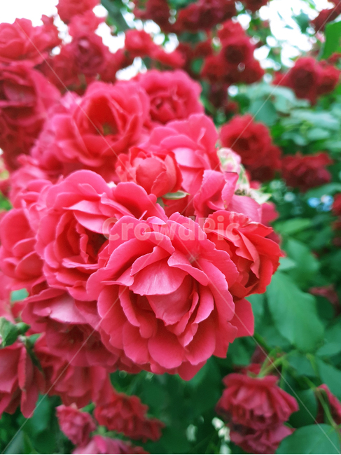 plant,식물,geranium,제라늄,flower,blossom,꽃,rose,장미,식물,자연,plants,nature,꽃,flower