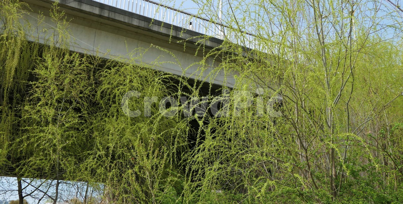자연,샛강,봄,나무,풀,꽃,초록,숲,식물,자연,plants,nature
