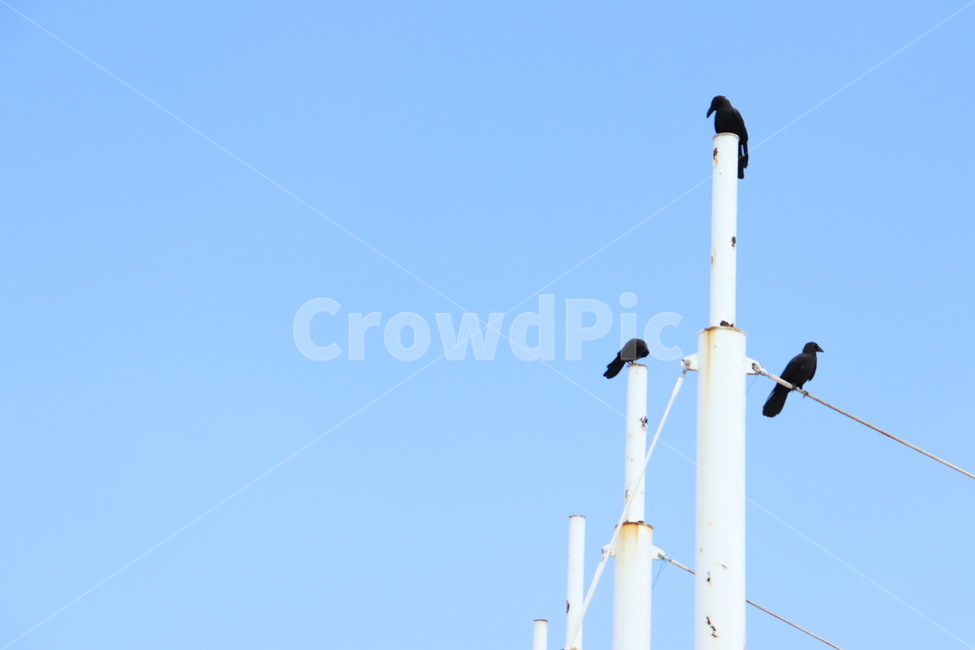 까마귀,새,동물,하늘,맑은날,검은새,외로움,bird,sunny,sky,animal,corw