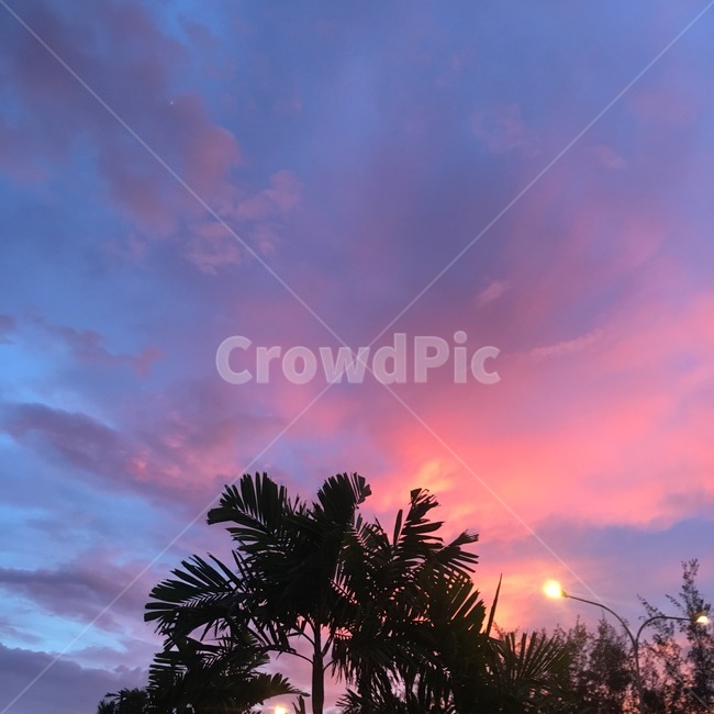 노을,야자수,풍경,배경화면,sky,tree