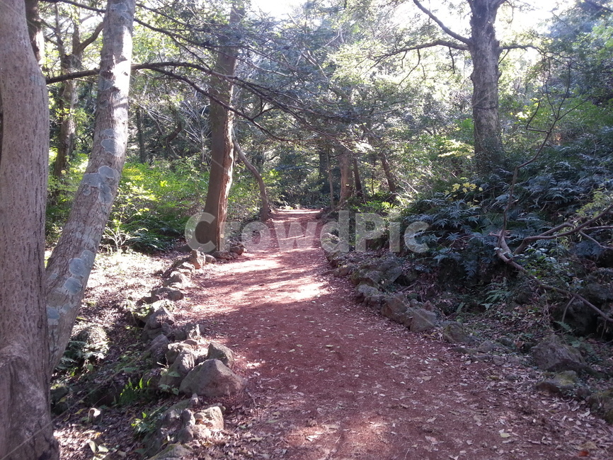 길,자연,식물,나무,road,nature,plant,tree
