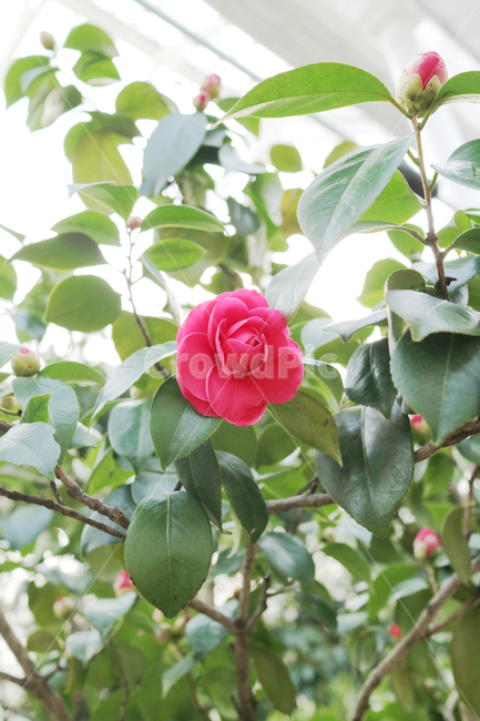 동백,동백꽃,꽃,빨간꽃,식물,빨강,자연,꽃밭,정원,봄,꽃송이,식물,자연,plants,nature,꽃,flower