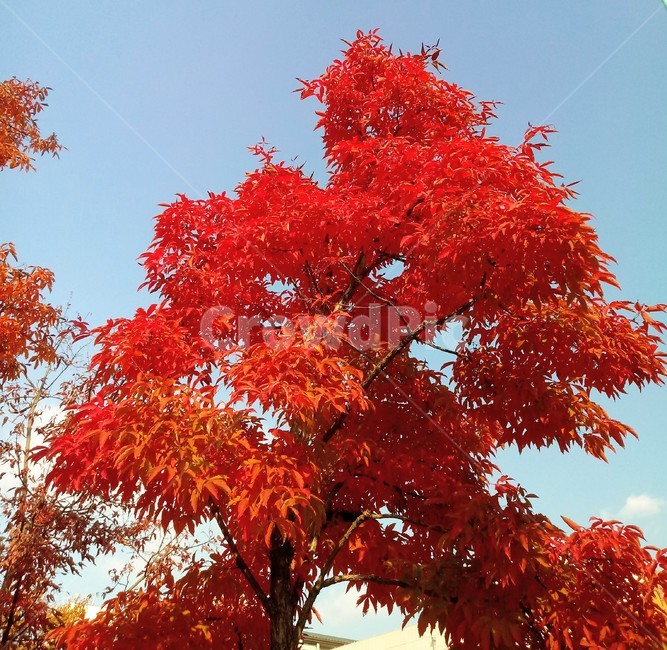 낙엽,단풍,leaf,나뭇잎,단풍나무,식물,자연,maple,나무,낙엽활엽관목,잎,붉은잎,가을,계절,fall,autumn,season,식물,자연,plants,nature,plant,tree