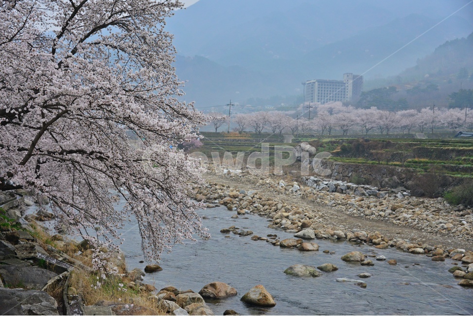 nature,자연,weather,날씨,outdoors,옥외,plant,식물,경치,경관,풍경,경남,하동,섬진강변,벚꽃길,화개십리벚꽃길,봄,계절