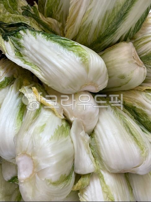 절임배추,절인배추,배추,김장,포기배추,김장배추,김치,겨울배추