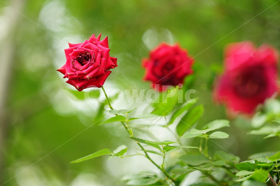 장미,로즈,꽃,레드,빨강,색감,rose,flower,자연,감성,감성사진,접사,미,아름다움,식물,플라워,꽃사진,식물,자연,plants,nature,꽃,flower