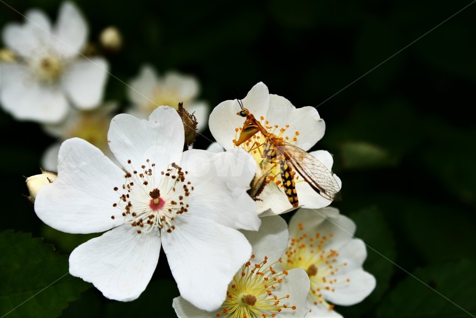 사마귀붙이,풀잠자리목,사마귀붙이과,곤충,자연,야생곤충,식물,자연,plants,nature,꽃,flower,동물,animal,곤충,벌레,insect,bug