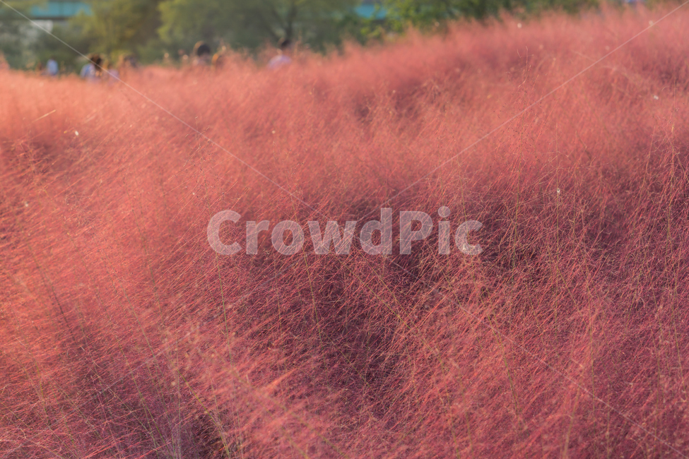 핑크뮬리,뮬리,가을,pinkmuhly,자연,공원,핑크,pink,식물,가을,계절,fall,autumn,season