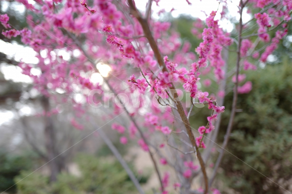 매화,홍매화,꽃,봄꽃,봄,봄,계절,spring,season,식물,자연,plants,nature,꽃,flower,plant,blossom
