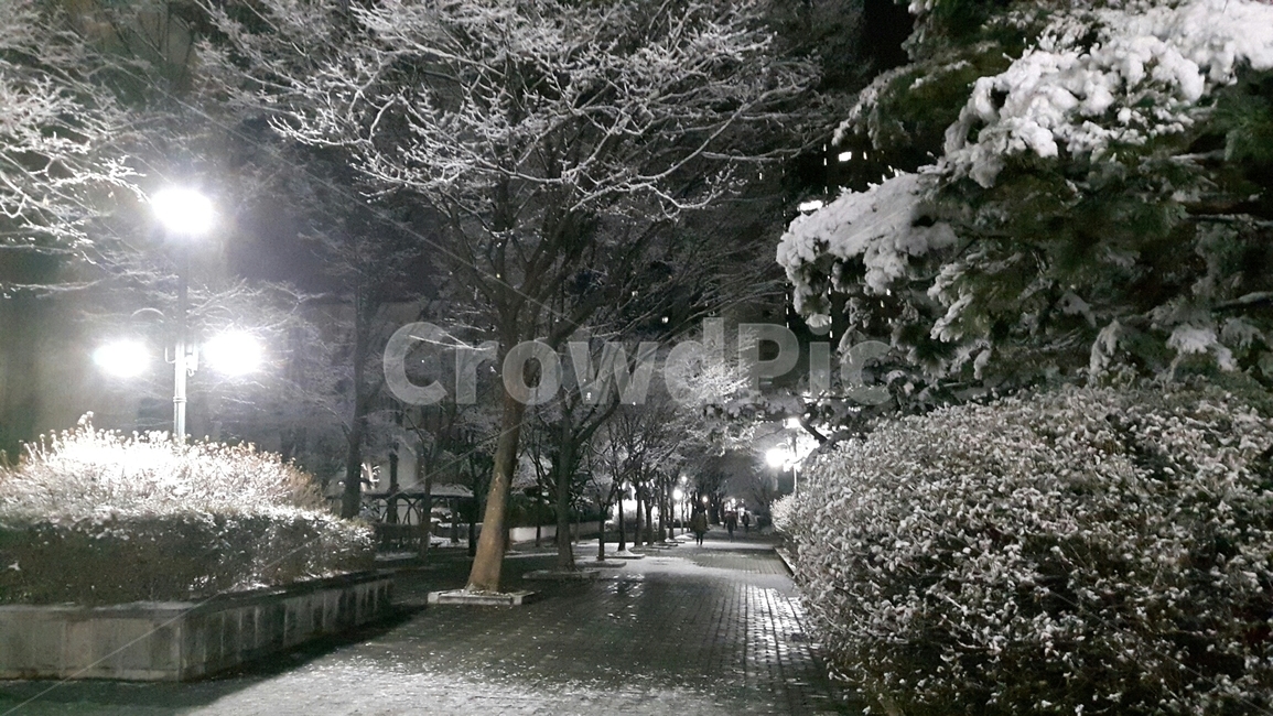 눈,겨울,날씨,빛,light,나무,겨울,계절,winter,season,야경,밤,풍경,nightscape,night,landscape