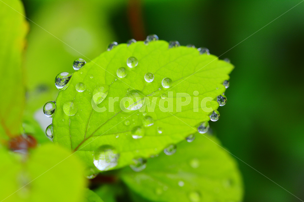 이슬,물방울,풀잎이슬,투명,빗방울,봄비,dew,water,맺히다,방울방울,plant,green,초록,싱그러운,신선한,맑은,아침이슬,해맑은,빗물,초본,영롱한,접사,마크로,클로즈업,fresh,clean,clear,natural,자연,새순,출발,start,시작,어린,연약한,순수,청정,식물,자연,plants,nature