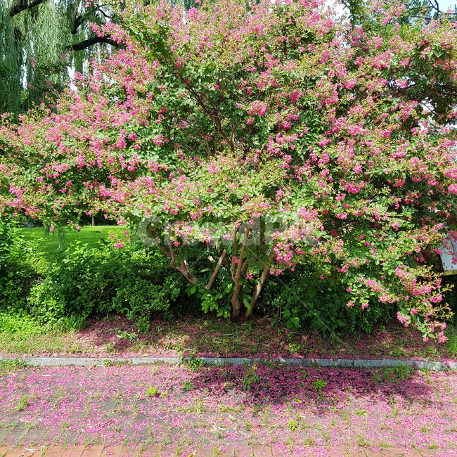 꽃,꽃비,꽃나무,flower,pink,flowershower,꽃잎,plant,식물,야외,outdoors,식물,자연,plants,nature