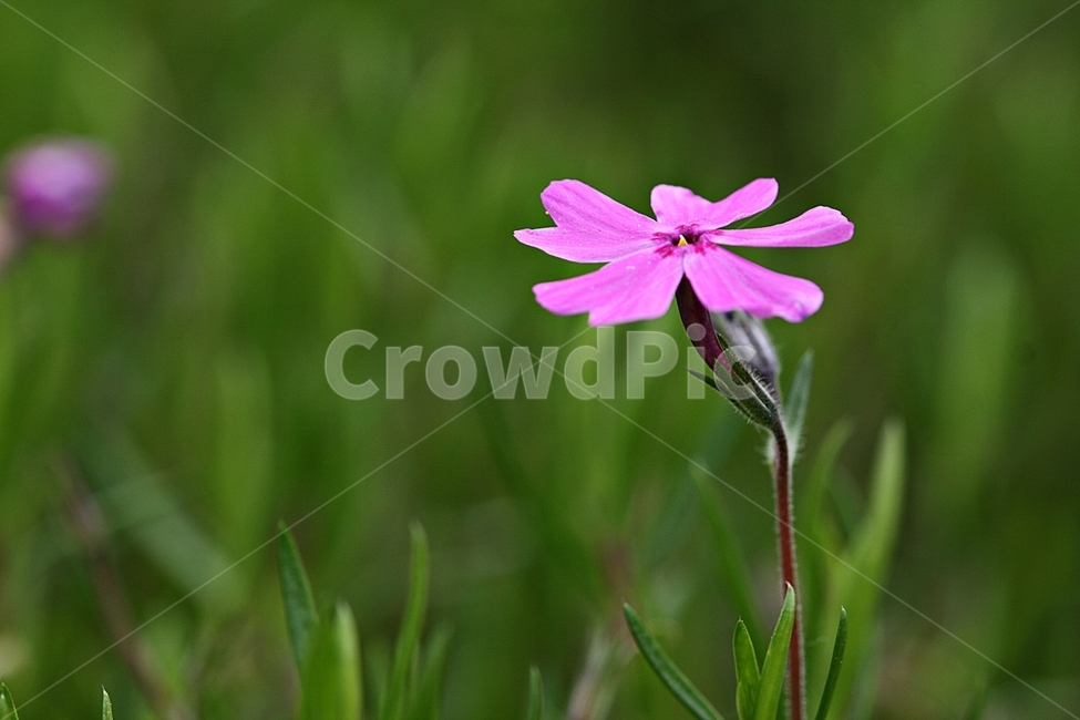 꽃,봄,자연,식물,플라워,공원,식물,자연,plants,nature,꽃,flower