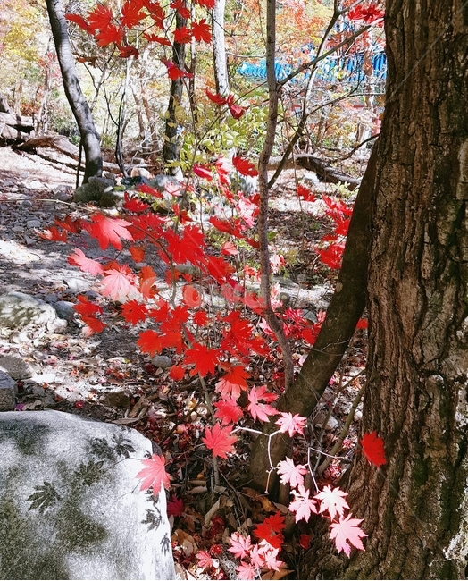 단풍잎,red,leaf,가을,tree,가을,계절,fall,autumn,season