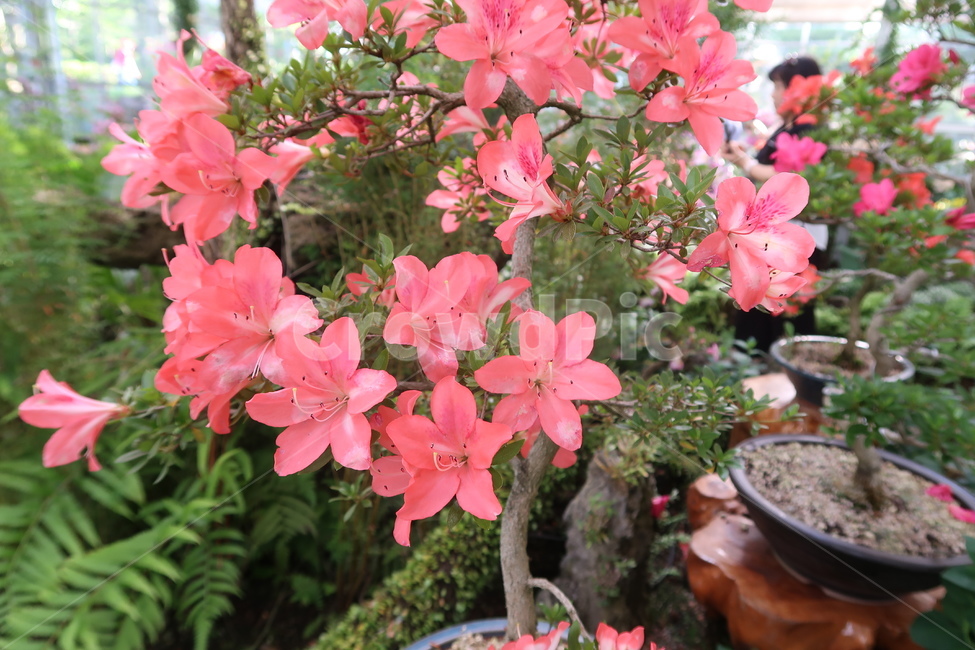 plant,blossom,flower,꽃,공원,봄,봄꽃,봄날,햇빛,풀,가든,park,spring,springflower,초록,보라,sunny,garden,green,purple,식물