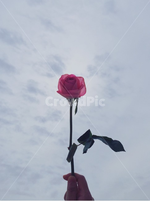하늘,장미,장미꽃,한송이,꽃,풍경,실루엣,그림자,분홍색,꽃한송이,구름,핑크,sky,landscape,rose,one,flower,cloud,꽃,flower,사람,인물,인간,human,person,신체일부,몸,body