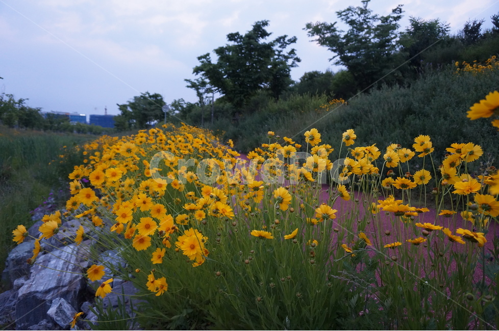 금계국,노랑,꽃,풍경,봄,봄,계절,spring,season,식물,자연,plants,nature,꽃,flower,grassland,목초지,outdoors,옥외,field,들,farm,농장,rural,농촌