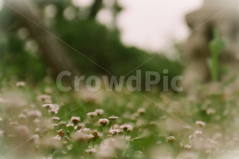 토끼풀,토끼풀꽃,꽃,감성,필름사진,식물,자연,plants,nature,꽃,flower,감성,sensible,feeling