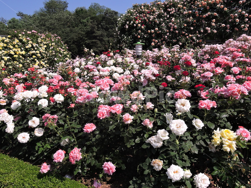 장미,장미원,장미꽃,flower,rose,꽃,식물,화원,장미공원,공원,식물,자연,plants,nature,꽃,flower