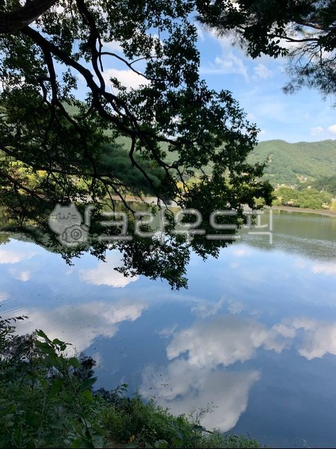 물,강,강가,나무,식물,water,tree,plant,자연
