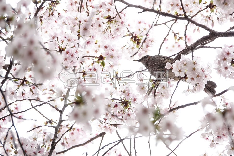 feather,beak,ecosystem,beast,birds,trees,petals,life,Cherry blossoms,resident birds,spring flowers,spring,white,plants,cherry trees,bird,season,spring day,animals,snout,blossom,nature,twigs,life form,branches,black beetles,flower,wings,animal,wild,creatur