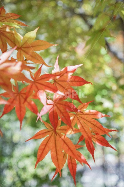 단풍,가을,낙엽,fall,autumn,단풍나무,가을,계절,fall,autumn,season,식물,자연,plants,nature,leaf,잎,plant,tree,나무,maple