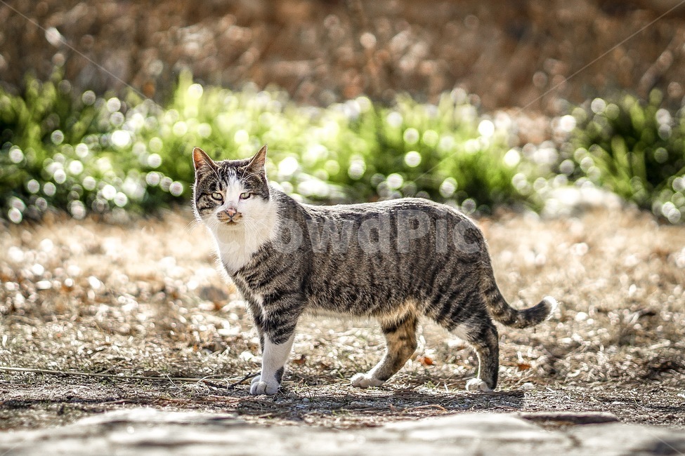 cat,고양이,동물,pet,애완동물,동물,animal,포유류,mammal,고양이,cat,kitten,kitty