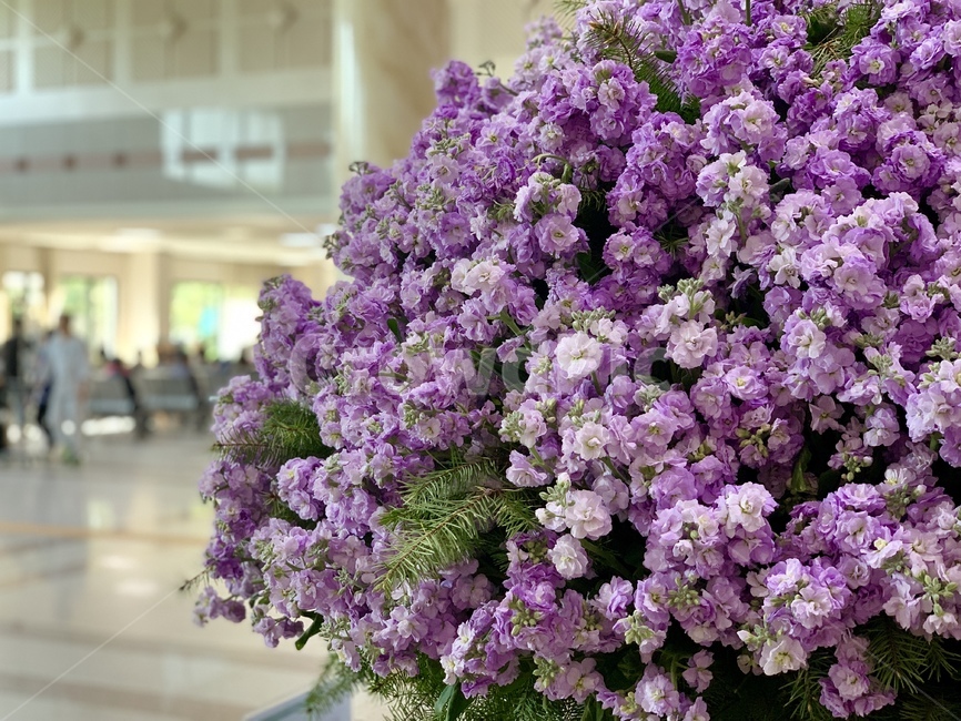 꽃,보라색,purple,보라,flower