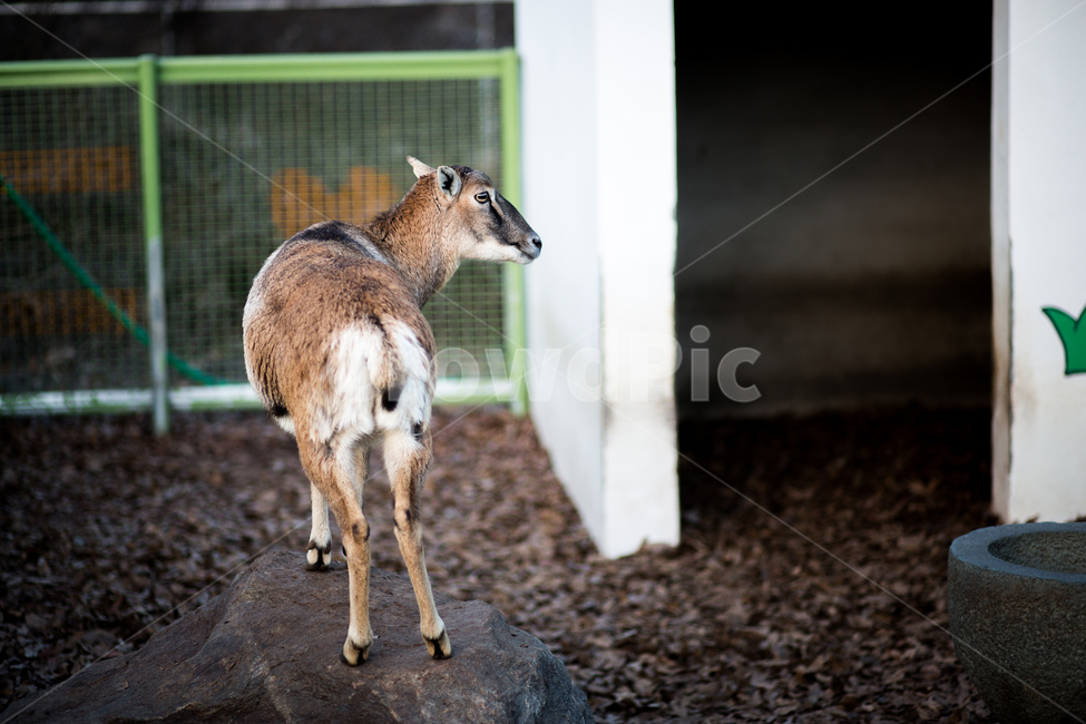 사슴,동물,노루,동물원,우리,동물,animal,포유류,mammal