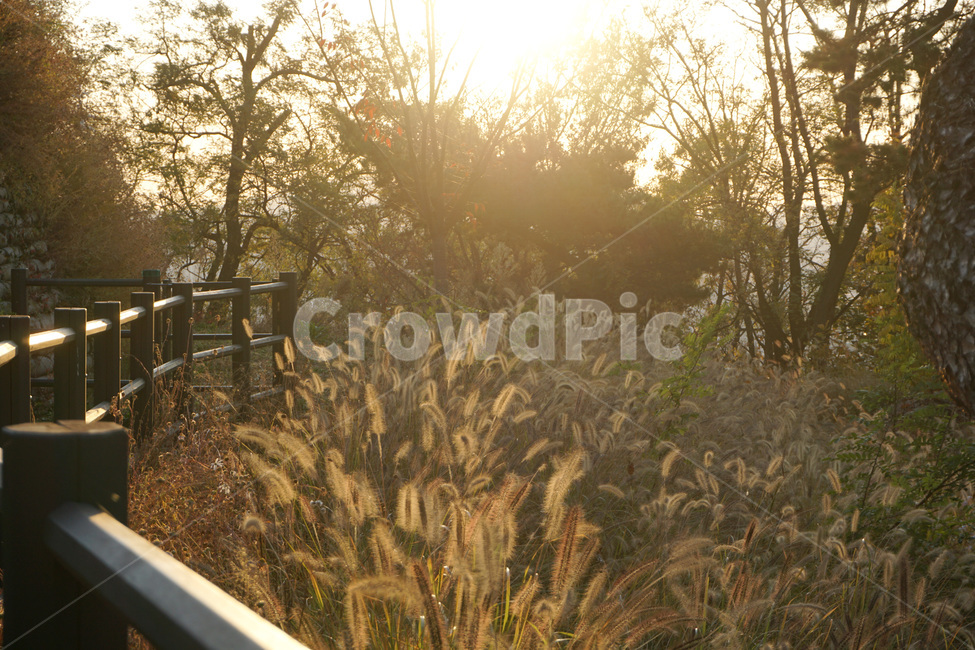 plant,식물,grass,잔디,foxtail,개꼬리풀,가을,노을,sunset,서울노을,autumn,autumninseoul,서울가을