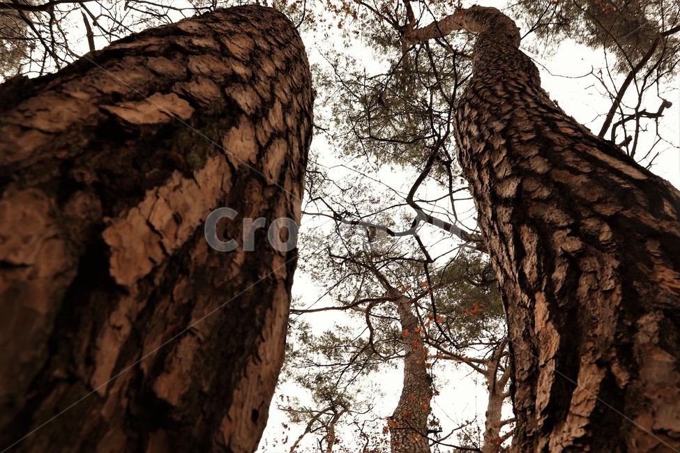 소나무,의리,지조,자연,산,식물,자연,plants,nature,나무,trees,wood