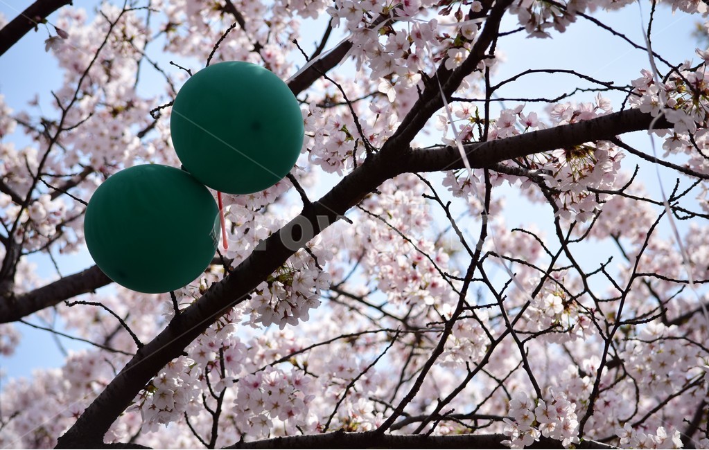 꽃,꽃들,풍선,자연,아름다움,장식,벗꽃,붉은색,나무,배경화면,flowers,flower,balloon,nature,beautiful,bright,decoration,background,floral,hoya,봄,계절,spring,season,식물,자연,plants,nature,꽃,flower,나무,trees,wood,plant