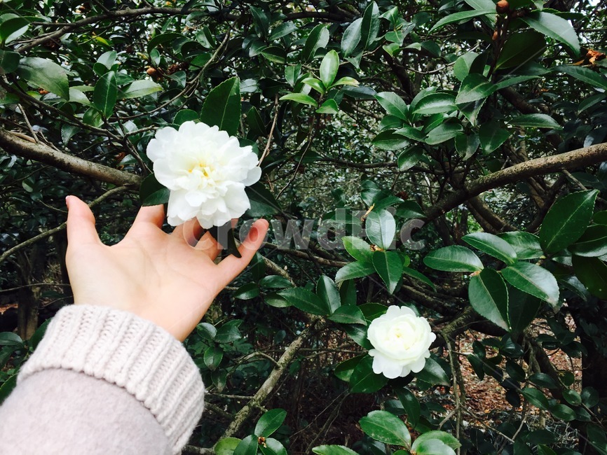 꽃,하얀,하양,식물,봄,식물,자연,plants,nature,꽃,flower,사람,인물,인간,human,person,신체일부,몸,body
