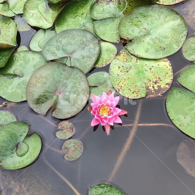 연꽃,식물,자연,nature,lotus,plants,green