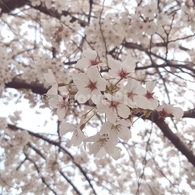 벚꽃,꽃,봄,cherryblossoms,flower