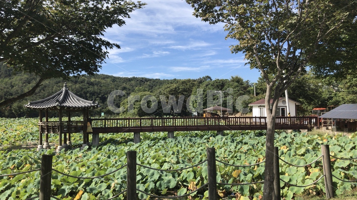 고향,정자,호수,풍경,자연