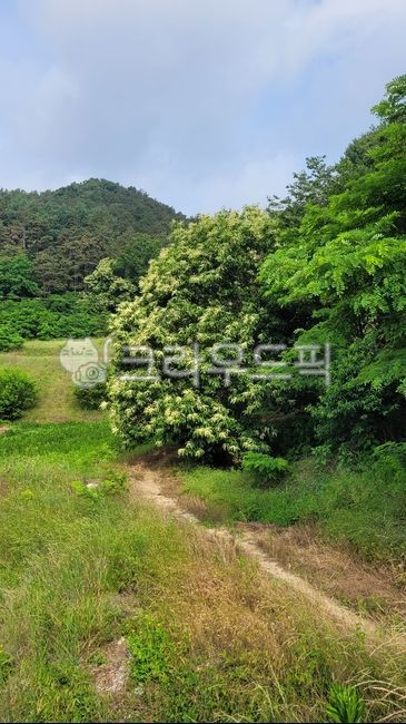 밤꽃,밤나무,텃밭농사,산골길,자연,풍경,나무,초목,목초지,옥외