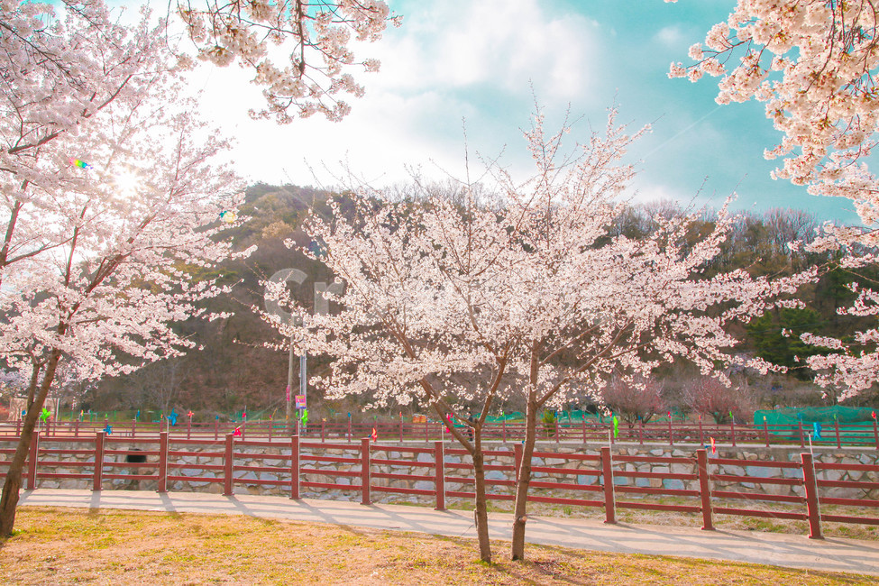 봄,벚꽃,감성사진,자연,계절,spring,꽃,season,벚꽃길,금오산,봄,계절,spring,season,꽃,flower,plant,식물,blossom,cherry blossom