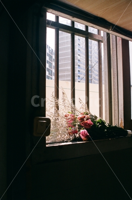 꽃,어둠,빛,감성,필름사진,고백,필름카메라,필름,감정,창문,식물,자연,plants,nature,꽃,flower,기념일,축하,anniversary,congratulation,celebrate,celebration,감성,sensible,feeling