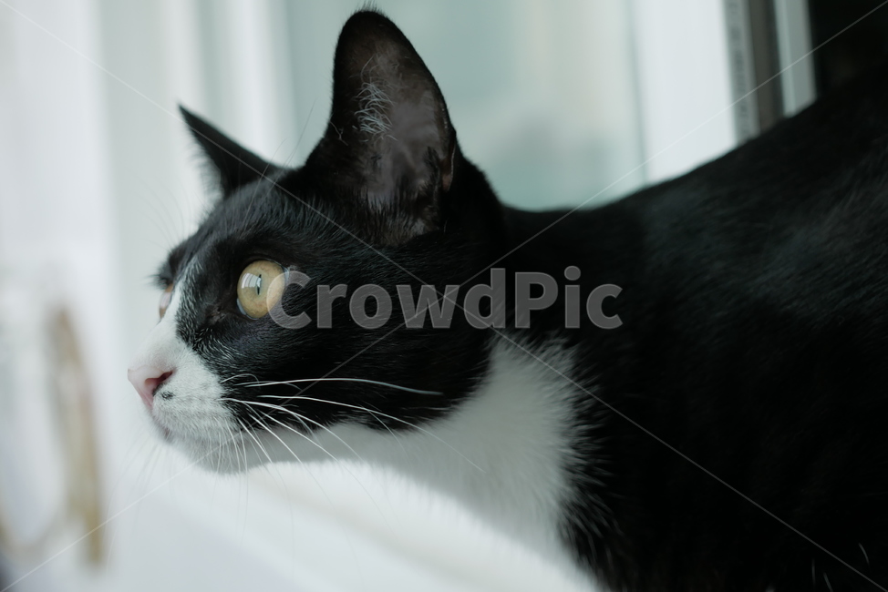 고양이,개냥이,표정,애교,동물,얼굴,귀여운,동물,animal,포유류,mammal,고양이,cat,kitten,kitty