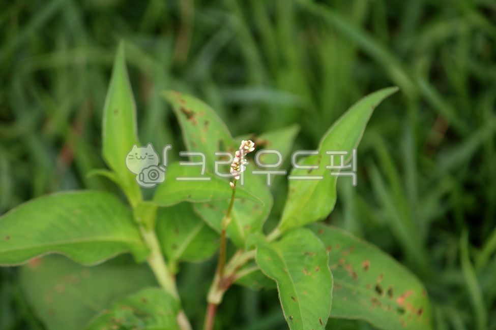식물,꽃,잎,plant,flower,leaf,여뀌,개여뀌,식물,자연,plants,nature