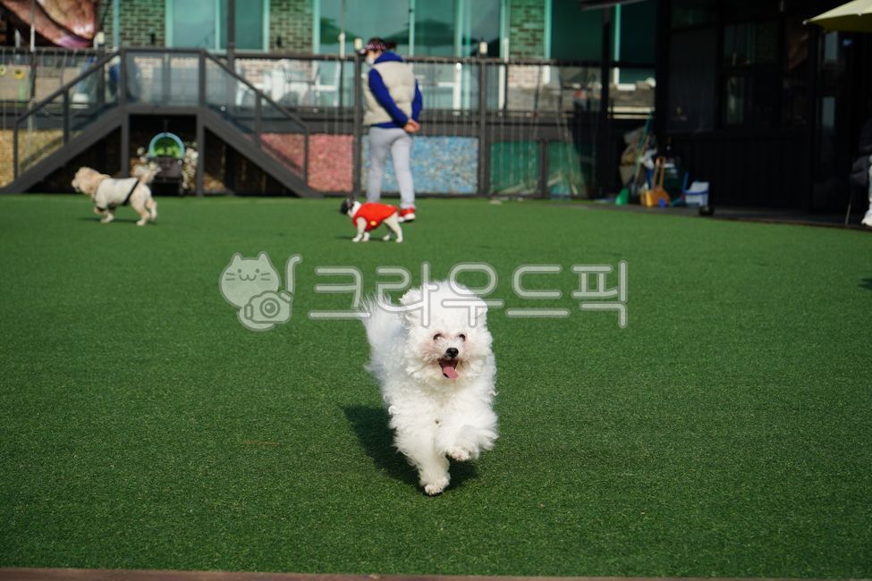 Pets,puppy,animal,bowwow,Bichon,white puppy,dog,mammalia,pet