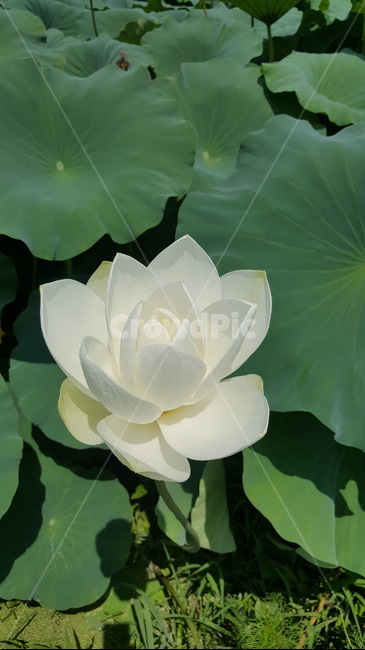 꽃,연꽃,식물,연잎,흰꽃,식물,자연,plants,nature,꽃,flower